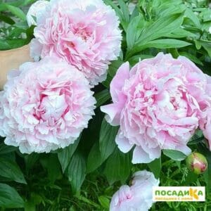 Пион травянистый Ливингстон купить по цене от 410р. в интернет-магазине «Посадика» с доставкой почтой в в Москве и по всей России – [изображение №1].
