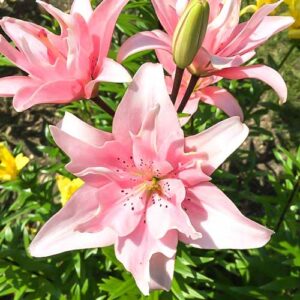 Лилия азиатская махровая Спринг Пинк купить по цене от 360р. в интернет-магазине «Посадика» с доставкой почтой в в Москве и по всей России – [изображение №1].