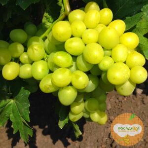 Виноград Аркадия купить по цене от 310р. в интернет-магазине «Посадика» с доставкой почтой в в Москве и по всей России – [изображение №1].