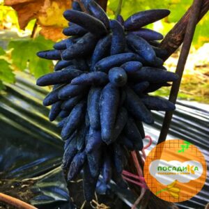 Виноград Чёрный палец купить по цене от 420р. в интернет-магазине «Посадика» с доставкой почтой в в Москве и по всей России – [изображение №1].