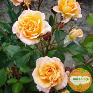 Роза Спрей Макарена купить по цене от 449.00р. в интернет-магазине «Посадика» с доставкой почтой в в Москве и по всей России – [изображение №1].