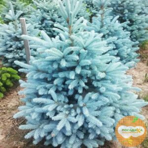 Ель колючая Маджестик Блю купить по цене от 380.00р. в интернет-магазине «Посадика» с доставкой почтой в в Москве и по всей России – [изображение №1].