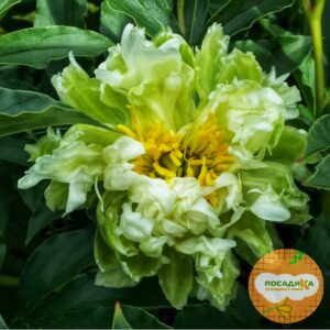 Пион Грин Хало купить по цене от 400р. в интернет-магазине «Посадика» с доставкой почтой в в Москве и по всей России – [изображение №1].