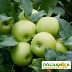 Яблоня Ренет Симиренко купить по цене от 270.00р. в интернет-магазине «Посадика» с доставкой почтой в в Москве и по всей России – [изображение №1].