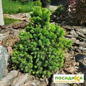 Ель Канадская Коника купить по цене от 480.00р. в интернет-магазине «Посадика» с доставкой почтой в в Москве и по всей России – [изображение №1].