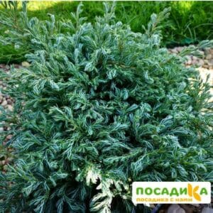 Кипарисовик горохоплодный Булевард купить по цене от 409.00р. в интернет-магазине «Посадика» с доставкой почтой в в Москве и по всей России – [изображение №1].