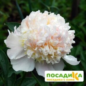 Пион Топ Брасс купить по цене от 390р. в интернет-магазине «Посадика» с доставкой почтой в в Москве и по всей России – [изображение №1].