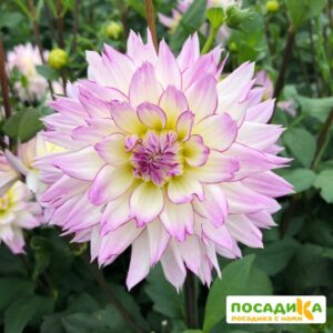 Георгина Крейзи Лав купить по цене от 350р. в интернет-магазине «Посадика» с доставкой почтой в в Москве и по всей России – [изображение №1].