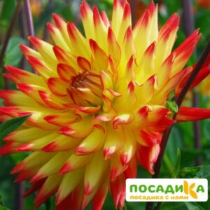 Георгина Бридж Вью Алоха купить по цене от 350р. в интернет-магазине «Посадика» с доставкой почтой в в Москве и по всей России – [изображение №1].