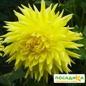 Георгина Бильбао (декоративная) купить по цене от 350р. в интернет-магазине «Посадика» с доставкой почтой в в Москве и по всей России – [изображение №1].