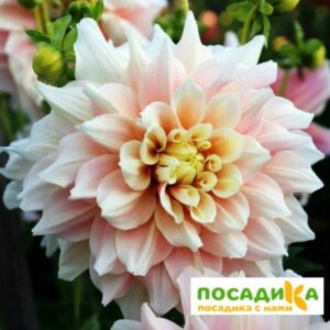 Георгина Билл Макнайтс Мемори (декоративная) купить по цене от 249р. в интернет-магазине «Посадика» с доставкой почтой в в Москве и по всей России – [изображение №1].