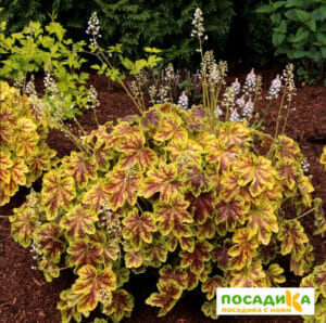 Гейхерелла Голден Зебра (Golden Zebra) купить по цене от 390р. в интернет-магазине «Посадика» с доставкой почтой в в Москве и по всей России – [изображение №1].