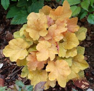 Гейхера гибридная Биг Топ Голд купить по цене от 360р. в интернет-магазине «Посадика» с доставкой почтой в в Москве и по всей России – [изображение №1].