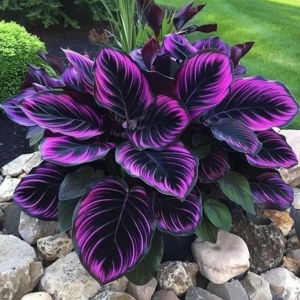 Хоста Люминоза купить по цене от 450р. в интернет-магазине «Посадика» с доставкой почтой в в Москве и по всей России – [изображение №1].