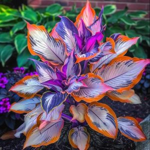 Хоста Эмеральд Тиара купить по цене от 602р. в интернет-магазине «Посадика» с доставкой почтой в в Москве и по всей России – [изображение №1].