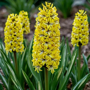 Гиацинт Сансет Голд купить по цене от 2099р. в интернет-магазине «Посадика» с доставкой почтой в в Москве и по всей России – [изображение №1].